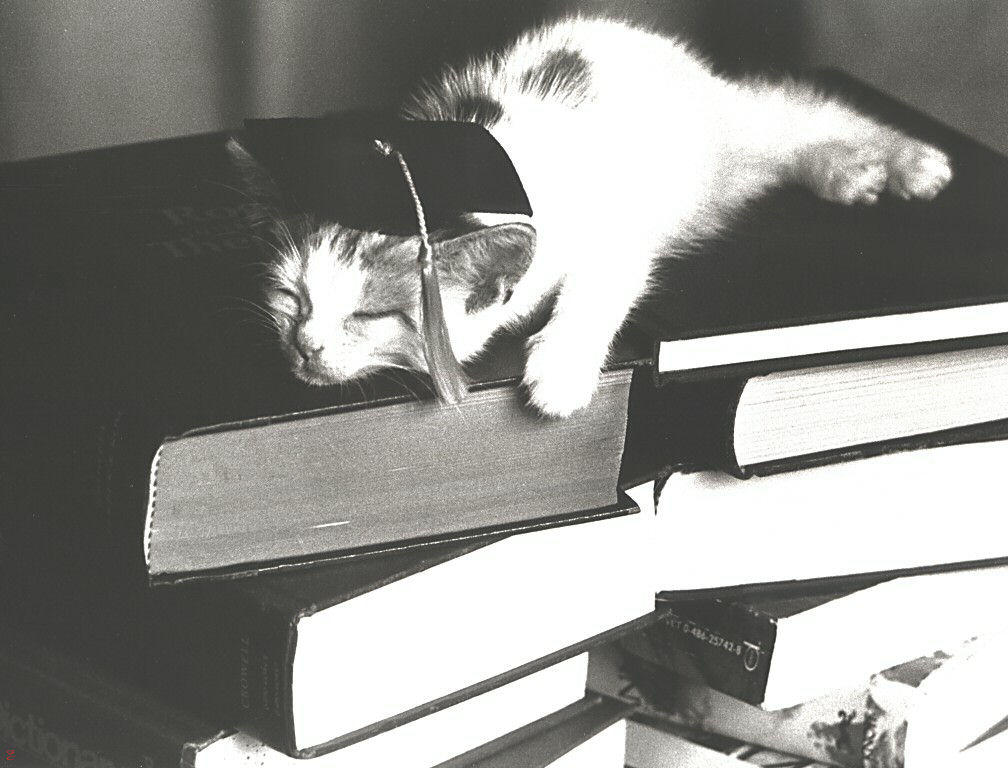 Gatti (287)
